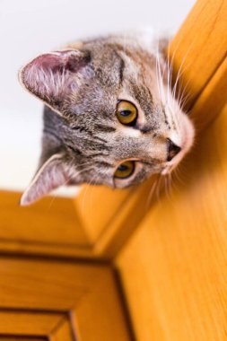 kedi pencereden dışarı bakıyor, seçici odak