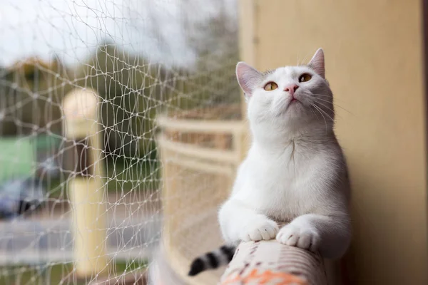 Prag 'daki eski şehir sokağı, Czech Cumhuriyeti