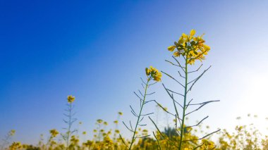 Kanola Çiçeği ve mavi gökyüzü