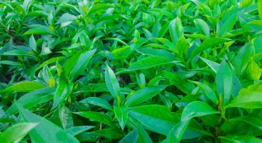 Green leaves in close up view, plant leaves, green abstract texture, nature background, tropical leaf