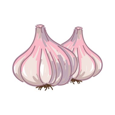 Beyaz arkaplan vektör illüstrasyonunda izole edilmiş sarımsak