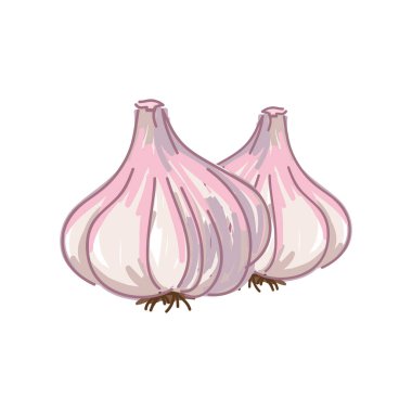 Beyaz arkaplan vektör illüstrasyonunda izole edilmiş sarımsak