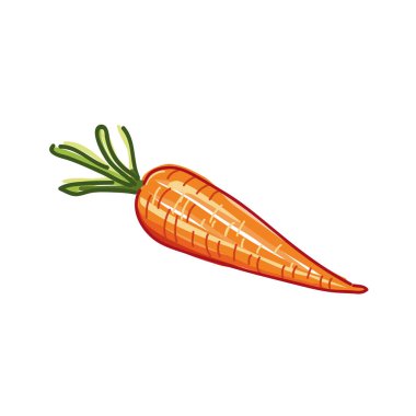 Beyaz arkaplan vektör çiziminde havuç izole