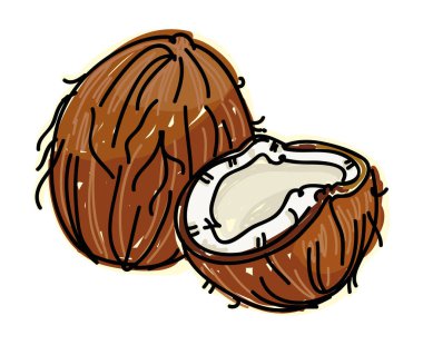 Hindistan cevizi beyaz arkaplan vektör resimlemesinde izole edildi