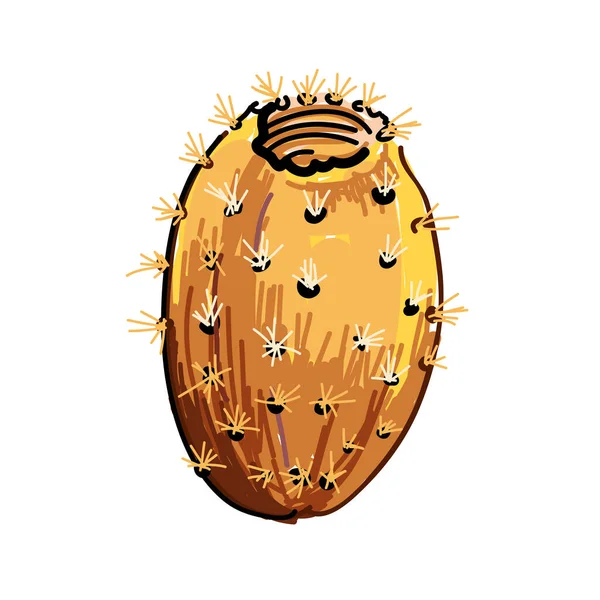 Prickly Pear Aislado Ilustración Vectorial Fondo Blanco — Vector de stock