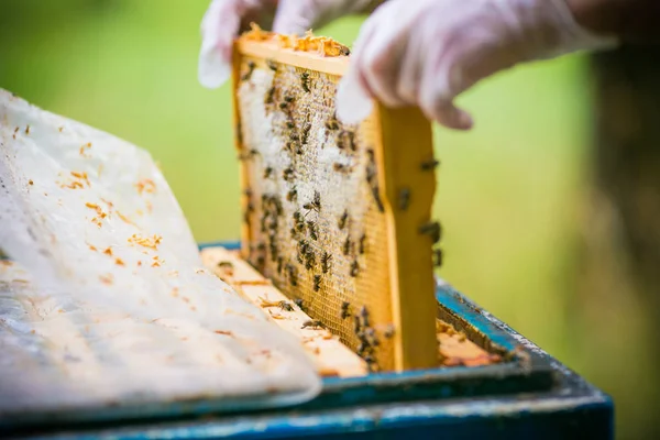 Včelař sbírá med z úlu Stock Fotografie