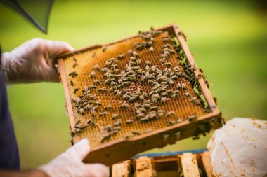 Beekeeper at work 