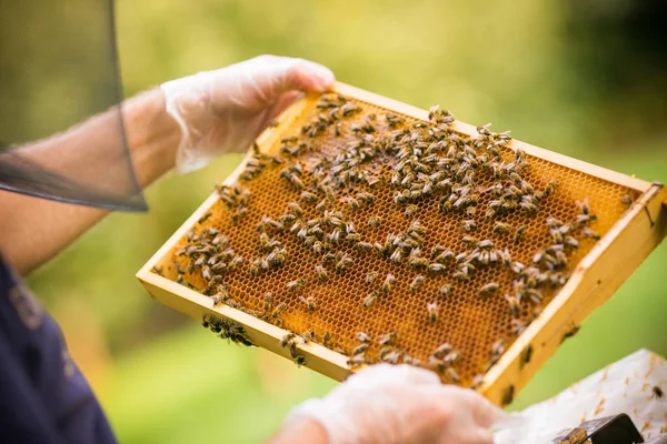 Arılar iş başında — Stok fotoğraf