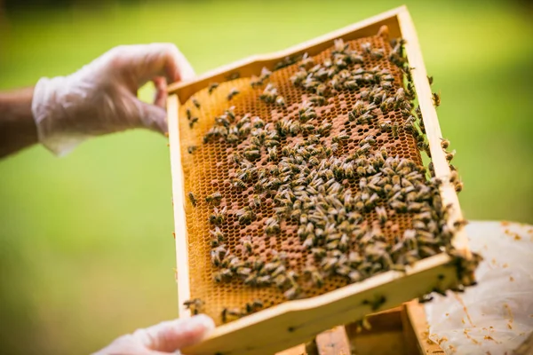 Tatlım hücrelerde çalışma arıların görünümü — Stok fotoğraf