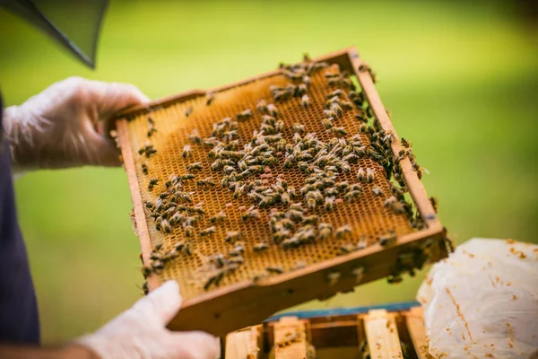 Včelař v práci Stock Fotografie