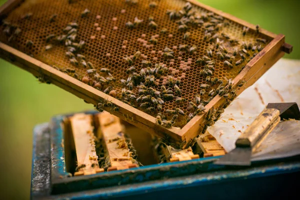 Včelička sběr medu včelaře Stock Obrázky