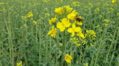 꿀벌 꽃가루를 수집arı polen toplar