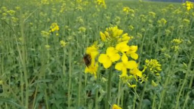 꿀벌 꽃가루를 수집arı polen toplar