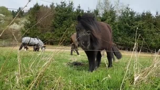 Pony and horses grazing — Stock Video