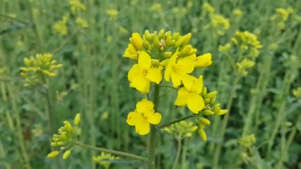 Raps plant in het veld — Stockvideo