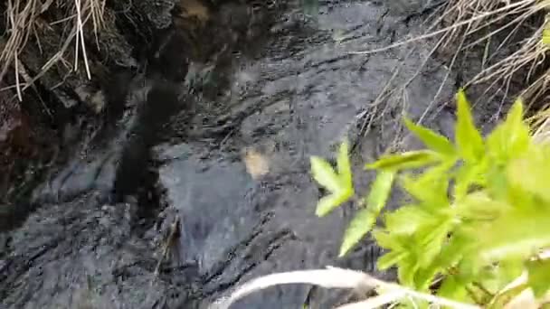 Le débit d'eau dans le ruisseau — Video