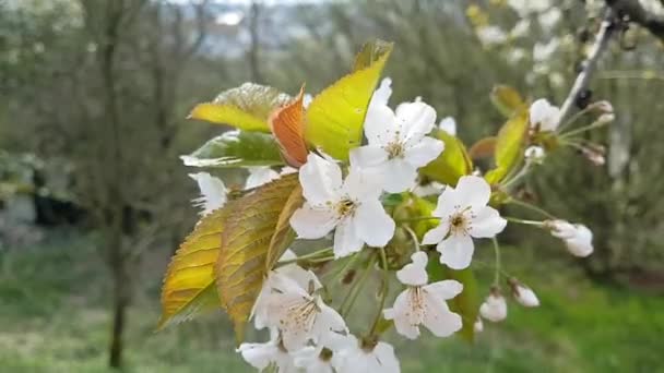 Cerejas floresce em primeiro plano — Vídeo de Stock