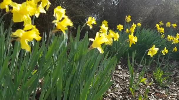 Narcisos bajo el sol de primavera — Vídeo de stock