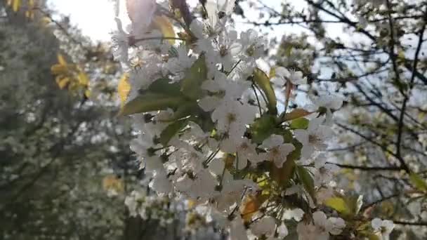 les pommiers fleurissent au printemps