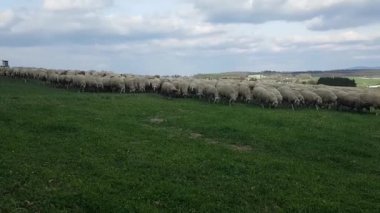 alanında koyun sürüleri