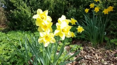 Sarı nergis garten