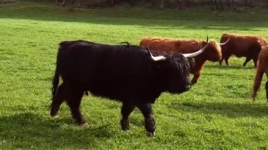 Yayla sığır inekler otlatma