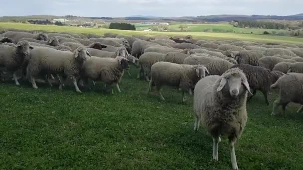 Stad owiec, które pasą się — Wideo stockowe