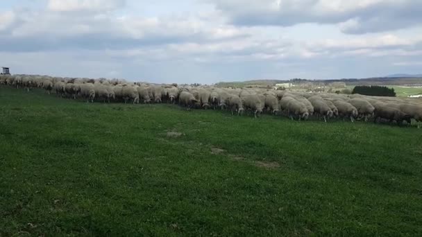 troupeaux de moutons dans les champs 