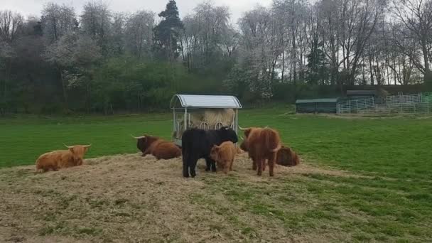 Highland cattle koeien relaximg — Stockvideo