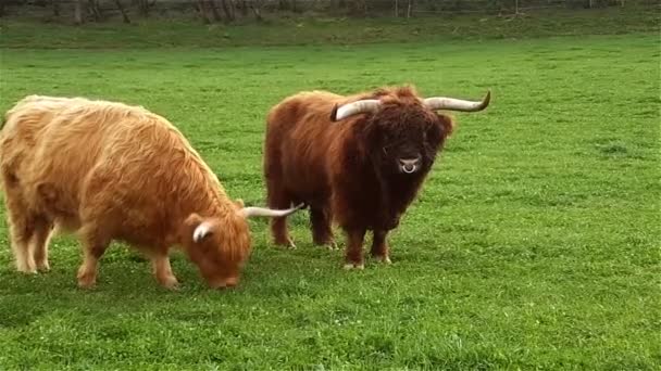 Vacas pastando al aire libre — Vídeos de Stock