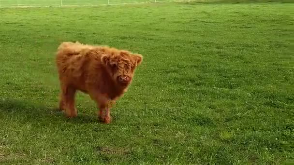 Braun ternero de las tierras altas pastoreando — Vídeo de stock