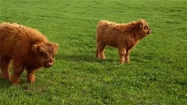 Buitenshuis grazende koeien. — Stockvideo