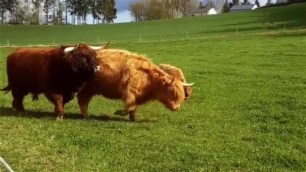 Vacas pastando al aire libre — Vídeo de stock