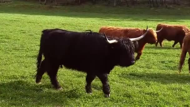 Bovins des hautes terres pâturage — Video