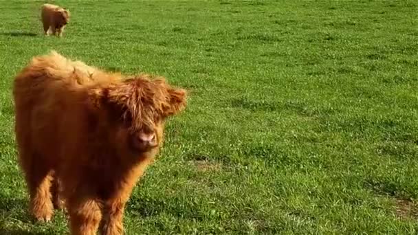 Highland cattle calf — Stock Video