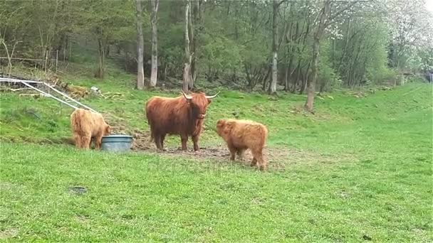 Highland koeien koe en kalveren drinken water — Stockvideo