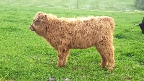Μοσχάρι Highland βοοειδή βόσκουν — Αρχείο Βίντεο