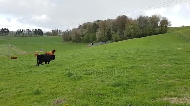 Koeien grazen in het veld — Stockvideo