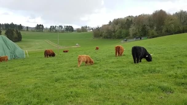 Braun ternero de ganado de las tierras altas — Vídeo de stock