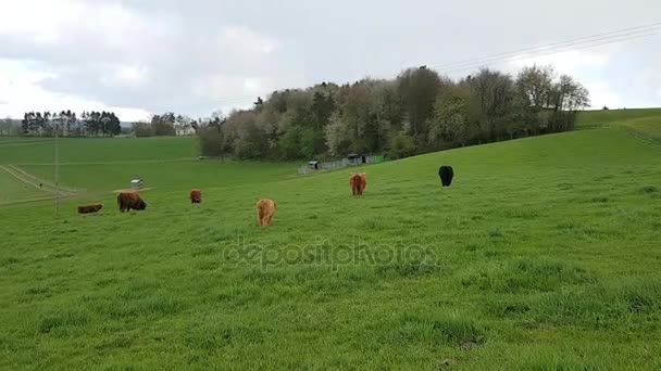 Braun ternero de ganado de las tierras altas — Vídeos de Stock