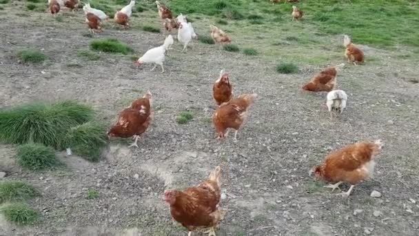 Élevant des poules pondeuses sur le sol — Video