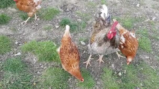 Hens graze outside — Stock Video