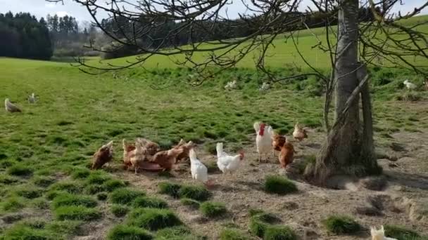 Buiten grazende kippen — Stockvideo