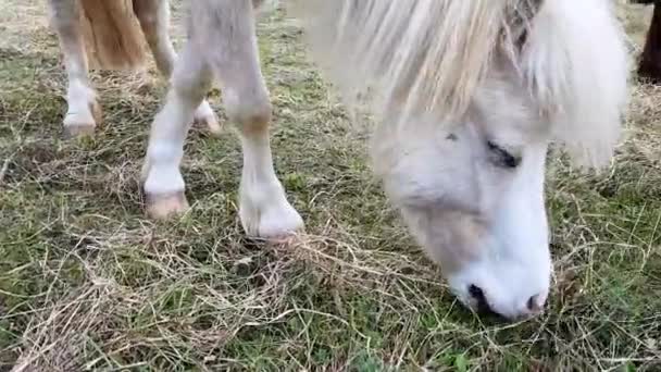 Witte paard met blauwe ogen — Stockvideo