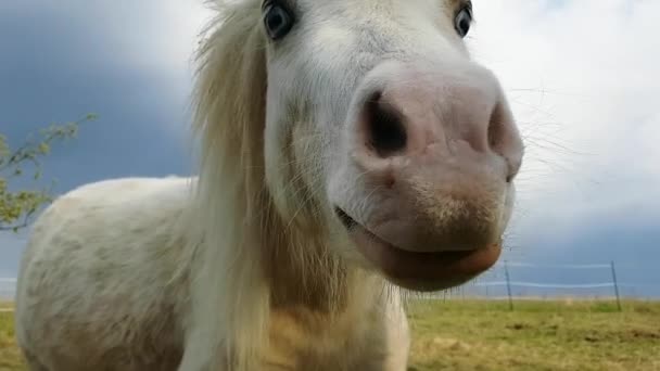 Handsome white horse — Stock Video