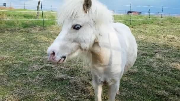 Knappe witte paard met blauwe ogen — Stockvideo