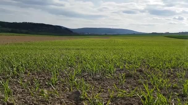Buğday alanı görüntüle — Stok video