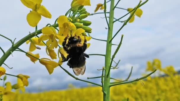 Bee collects nectar from the raps — Stock Video