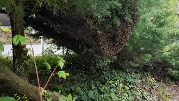 Honigbienenschwarm — Stockvideo