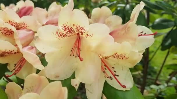 Azalea color crema in primavera — Video Stock